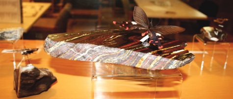 Preserved insects and minerals are now on display in the Thomas Tredway Library. Photo provided by Connie Ghinazzi.