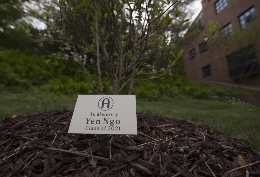 A small tree sits at the bottom of Olin Stairs in memory of Yen Ngo, a first year student who passed away in December. The tree was planted and a small ceremony was held in her honor on Friday afternoon. Photo by Kevin Donovan