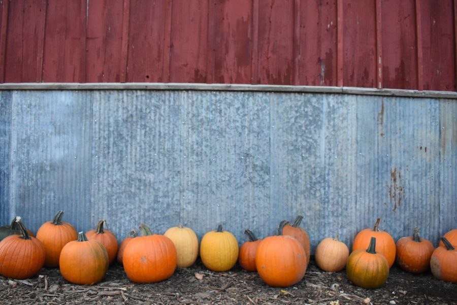 A group of pumpkins lined up at a wall at Shady Knoll Farm.
