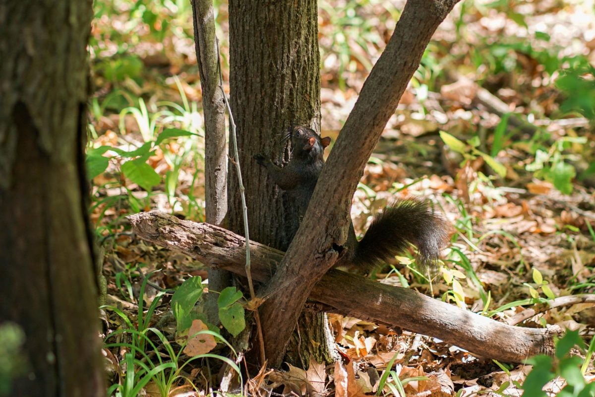 Squirrels scamper across the tree at Augustana College, where diverse wildlife adds vibrancy to campus life. Students often spot rabbits, birds, and even the occasional deer amid the school's leafy grounds along the Mississippi River.