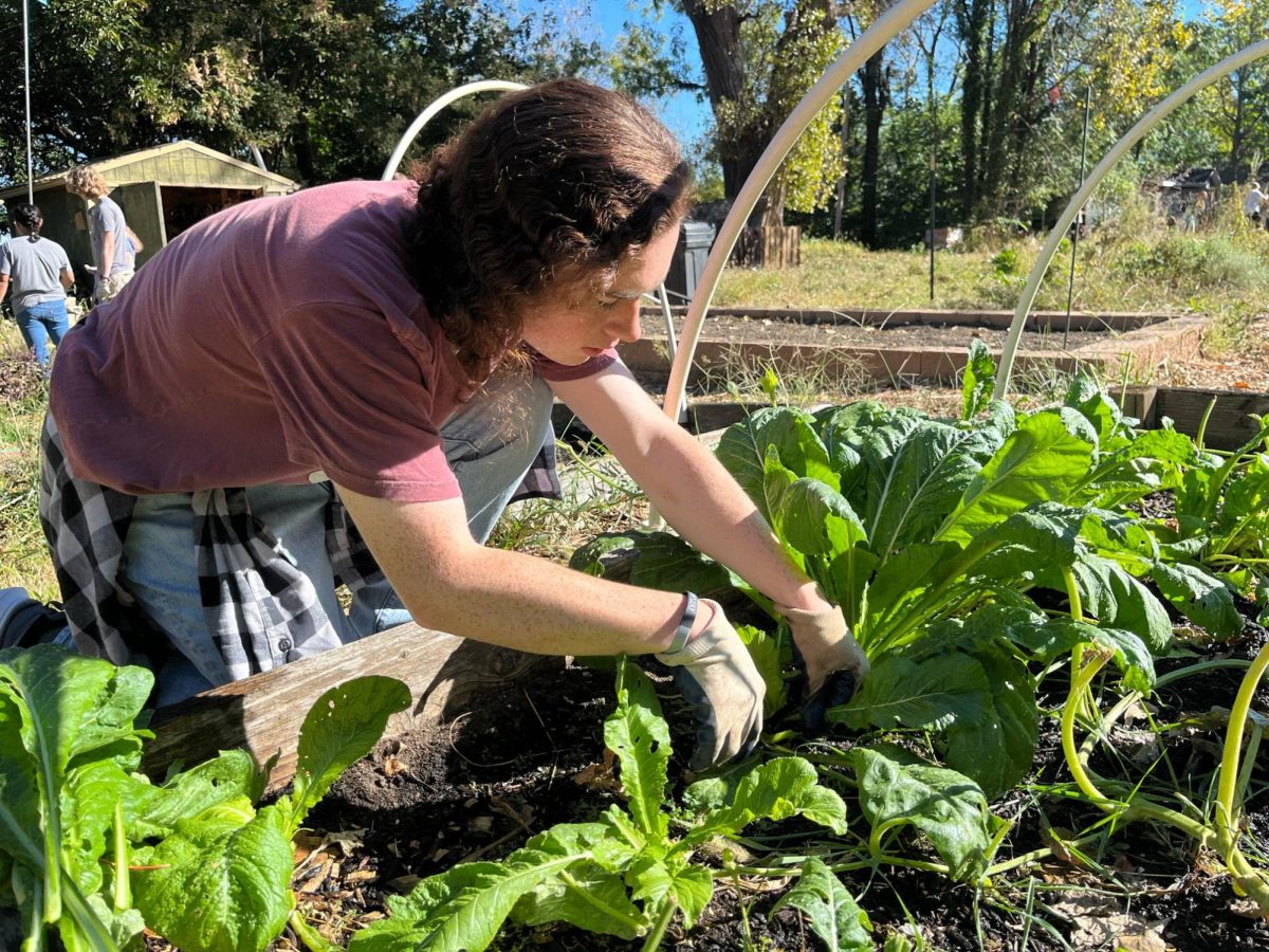 First-Year Cameron Grant harvests spinach from a raised bed.